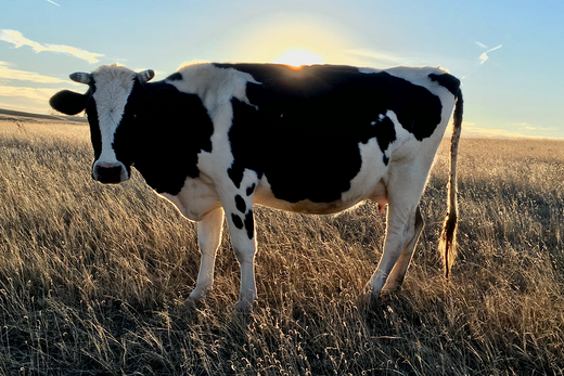 What's Your Cow?