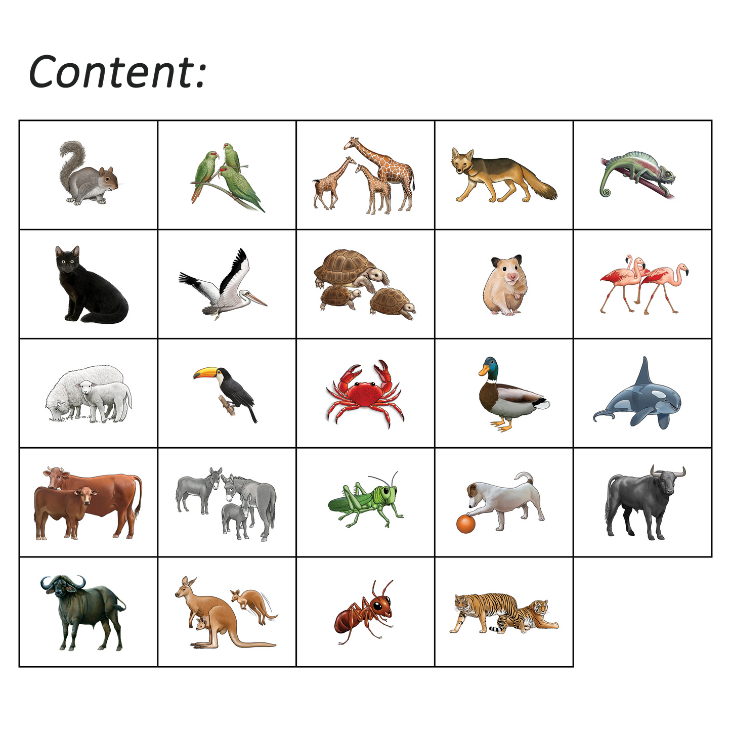 Shaka Animals 1 Program