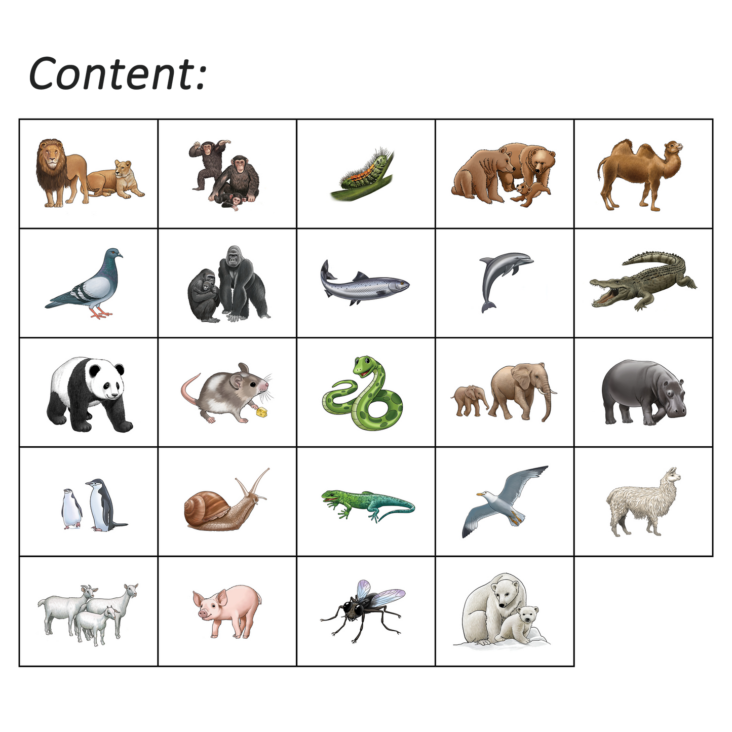 Shaka Animals 3 Program