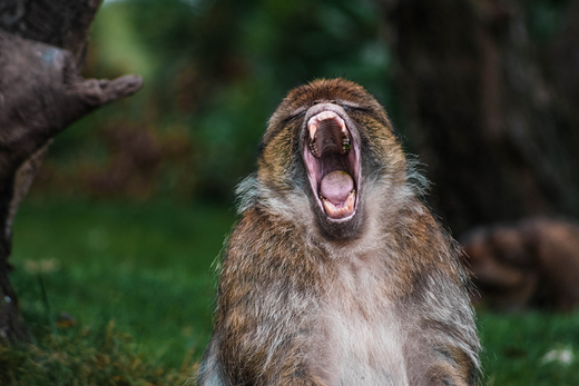 Do you shout?