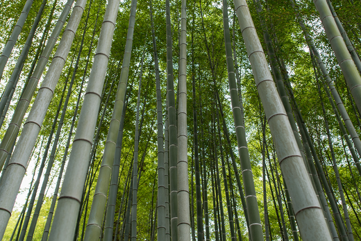 The Chinese Bamboo