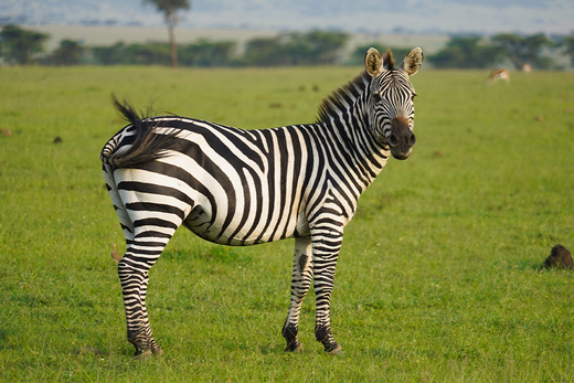 Why Don't Zebras Suffer from Ulcers?