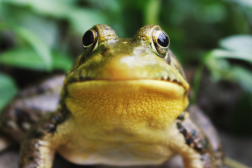 The "Softie Culture”