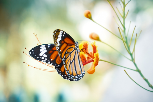The impact of Over-helping