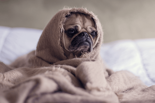 6 Keys to Understanding and Reversing Today’s “Comfort Culture”