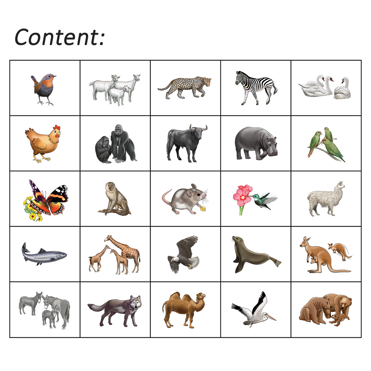 Haka Animals 1 Program
